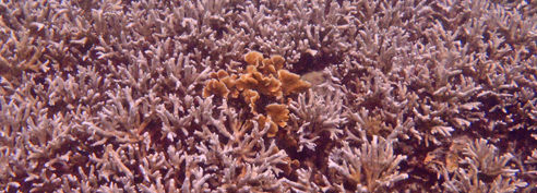 ปะการัง-เกาะนางยวน-27